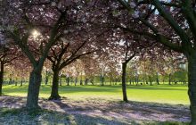 Carpet of cherry blossom in The Meadows