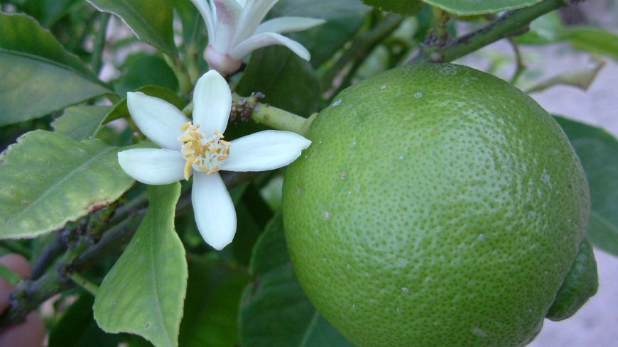 [a lime fruit on a branch with two white lime blossoms]  