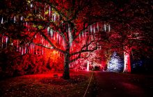 Christmas at the Botanics - the Dripping Tree