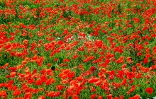 Poppy field