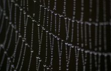 Water beads on web