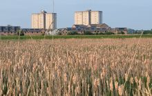 Reed beds at Litte France Park