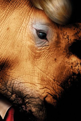 EIF 2017: Rhinoceros, Lyceum Theatre, Review