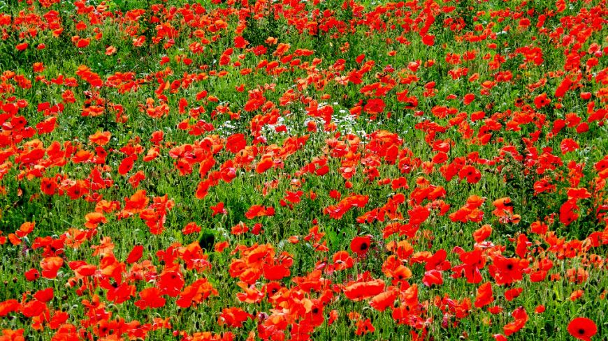 Poppy field