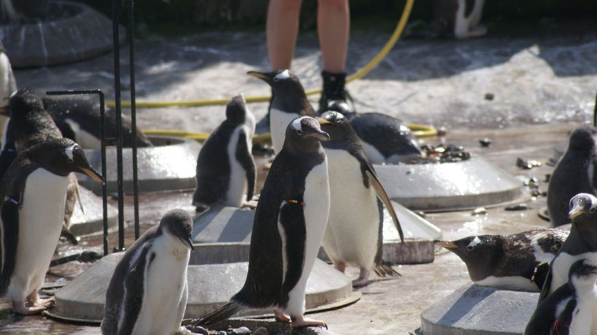 Penguins at the Zoo get a hose-down