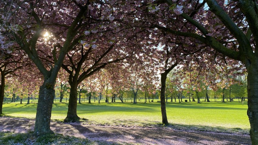 Carpet of cherry blossom in The Meadows