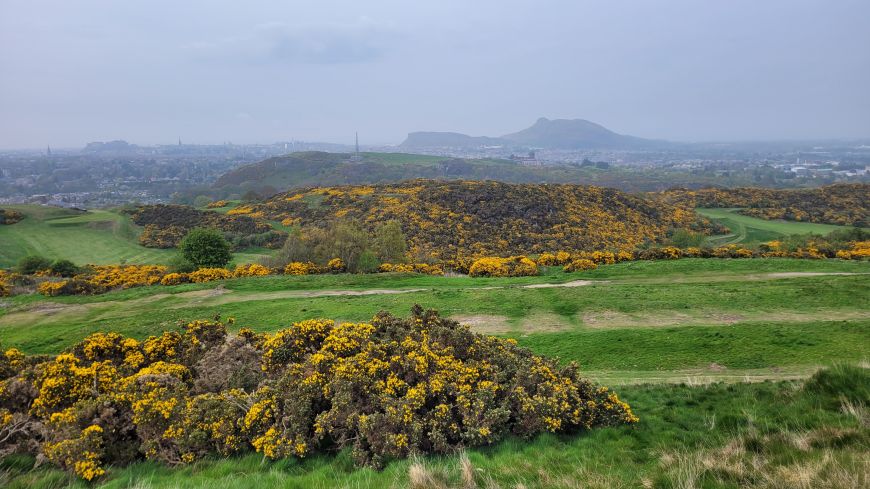 Yellow gorse on Braid Hills & Arthur's Seat in distance