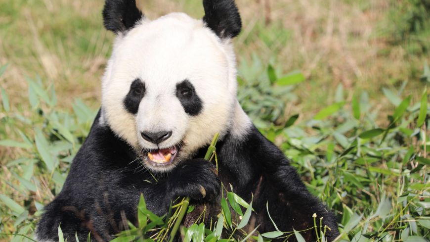 Giant panda Tian Tian at Edinburgh Zoo