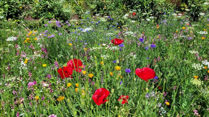 Red poppies and meadow flowers at RBGE