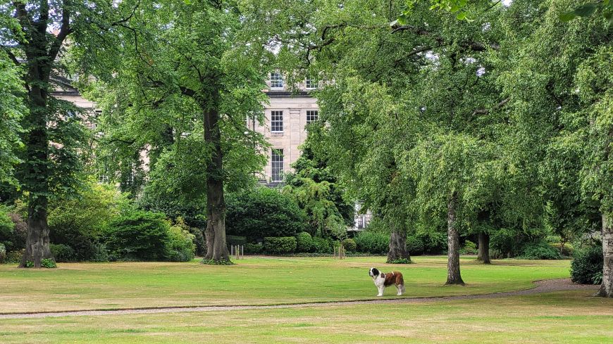 St Bernard dog in Moray Place Garden