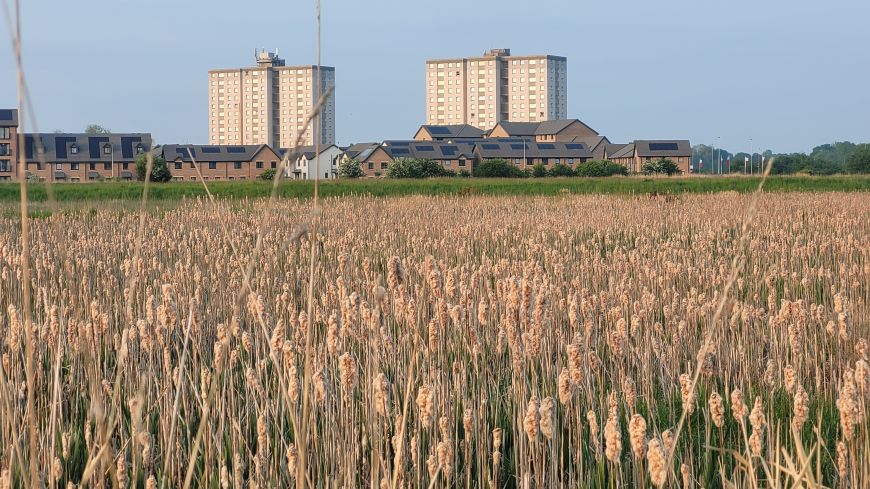 Reed beds at Litte France Park